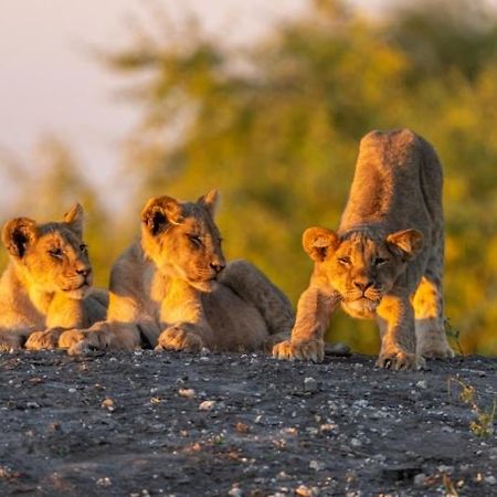 Jackalberry Chobe Hotell Kasane Exteriör bild