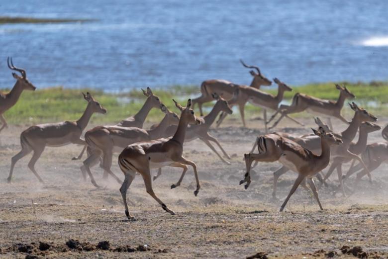 Jackalberry Chobe Hotell Kasane Exteriör bild