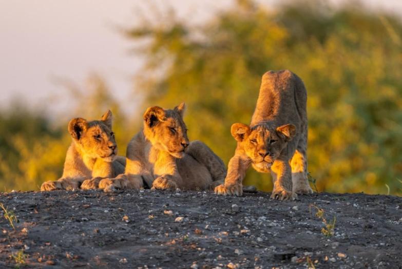 Jackalberry Chobe Hotell Kasane Exteriör bild